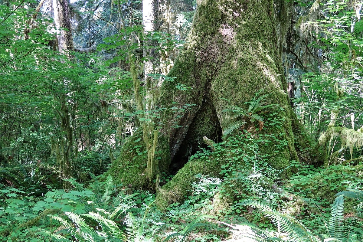 moss and ferns on a tree surrounded by lush green forest in the Hoh Rainforest