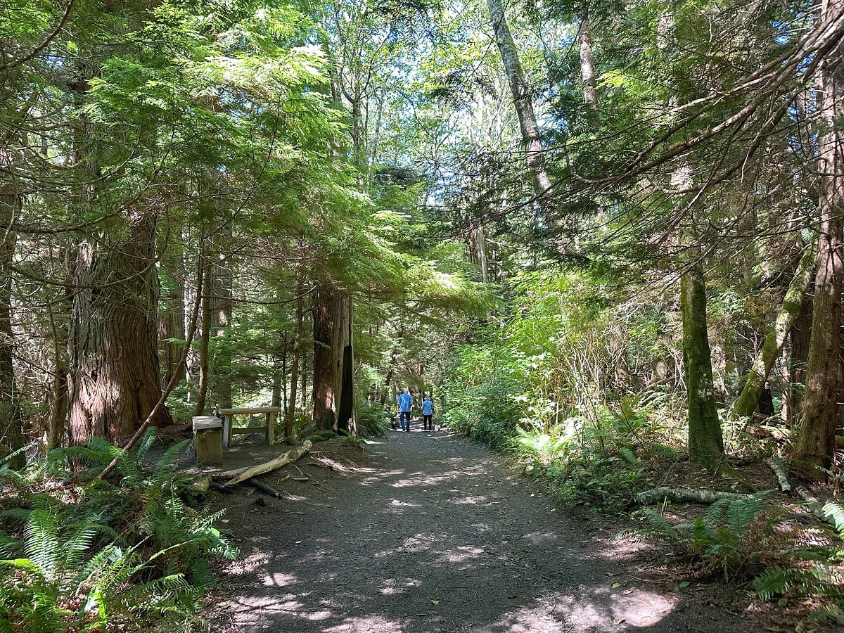 Cape Flattery Trail lined with towering trees and lush ferns