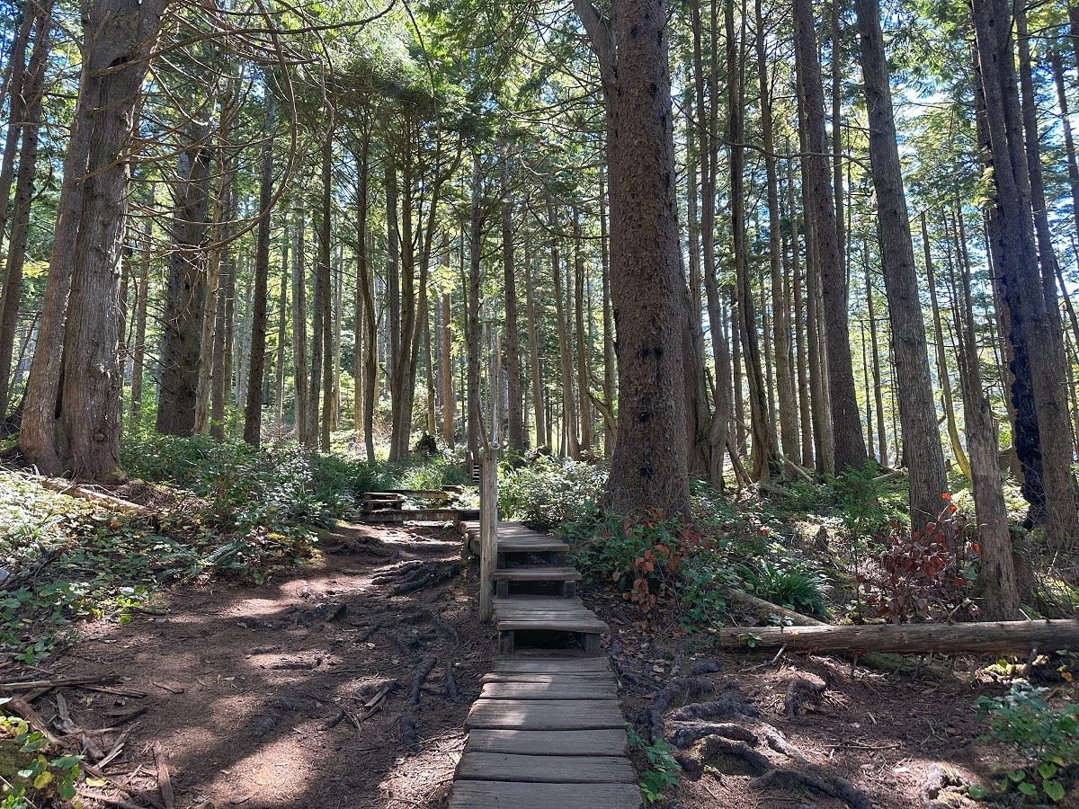 narrow wooden boardwalk trail through a forest with filtered sunlight 
