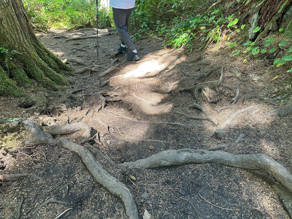tree roots on a hiking trail