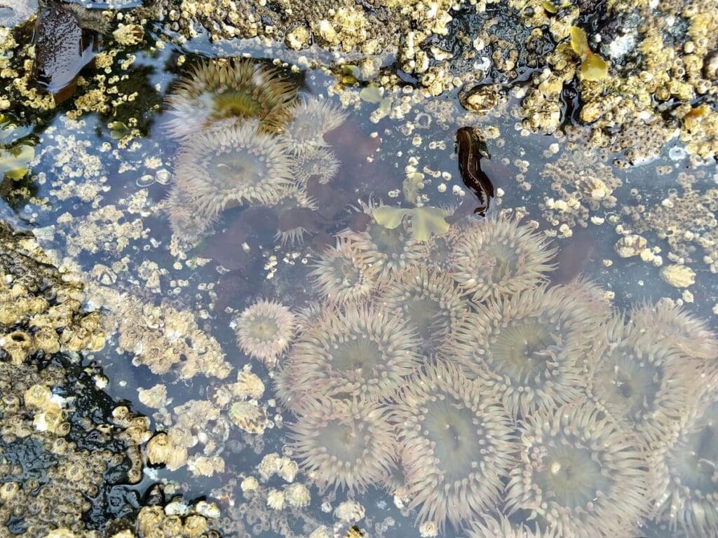 Salt Creek Recreation Area Guide (15 FUN Things to Do!)