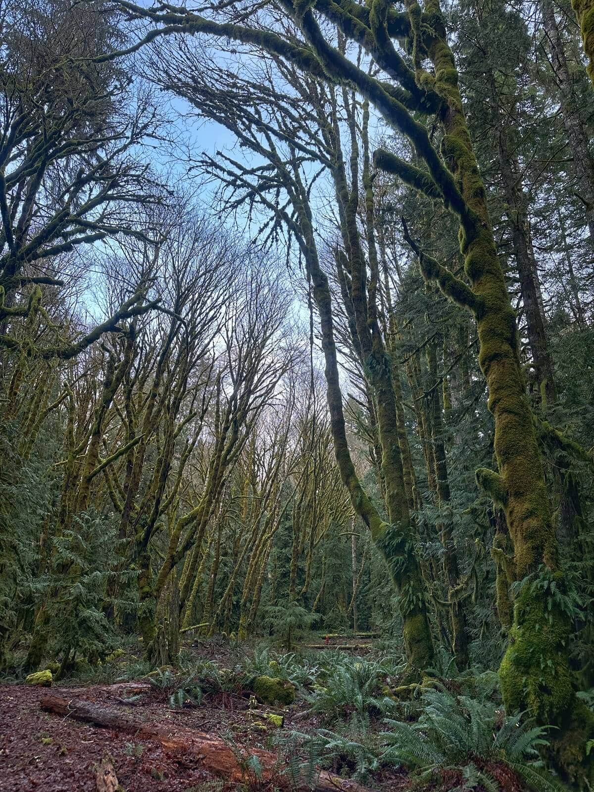 Moss-covered trees reach skyward in a dense, emerald forest, exuding the lushness of the Moments in Time Trail.