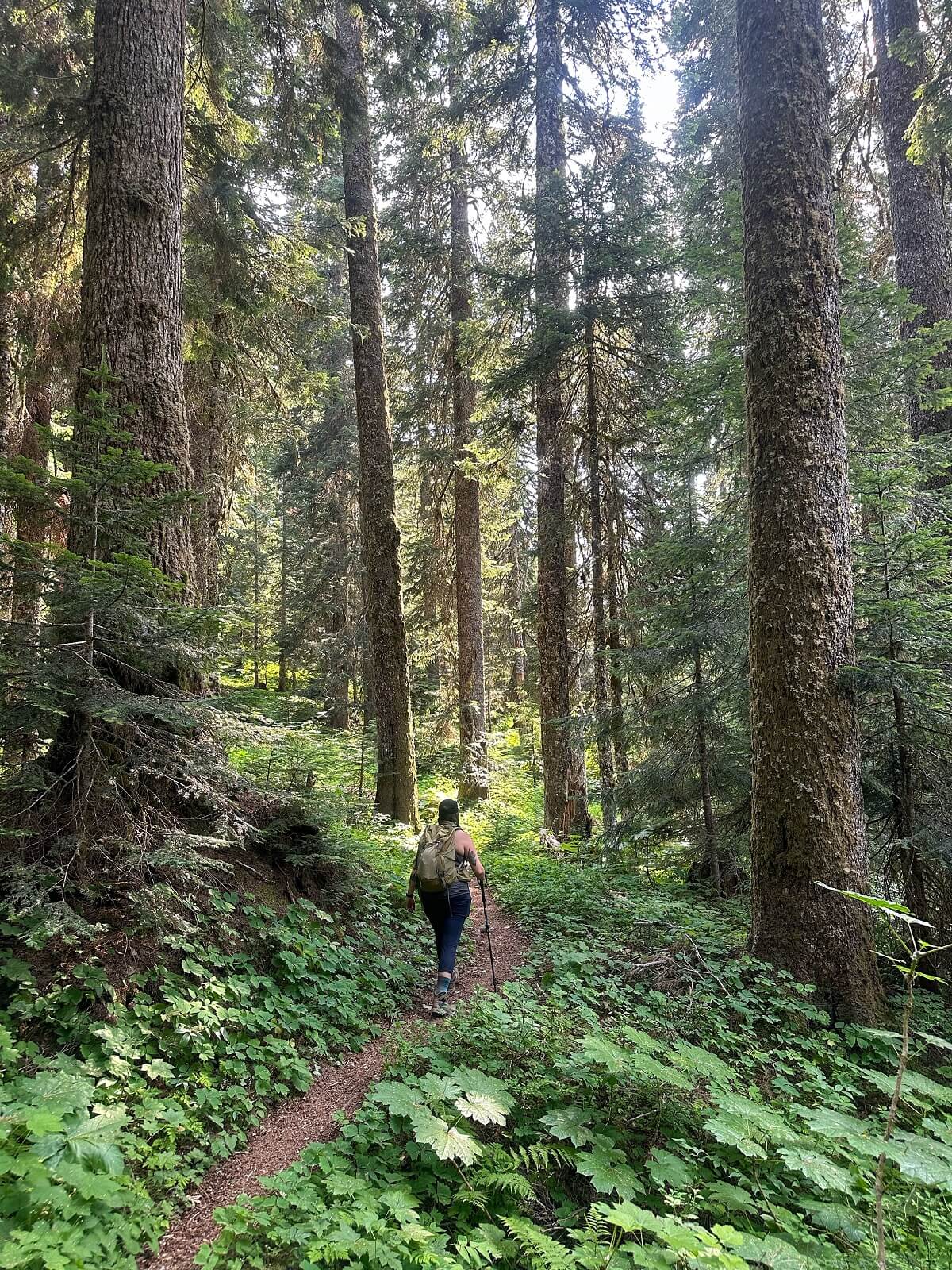 A hiker with a backpack and trekking poles walks along a narrow dirt trail through a lush, green forest on the Eastside Trail. Towering evergreen trees create a canopy overhead, with sunlight filtering through the branches. 
