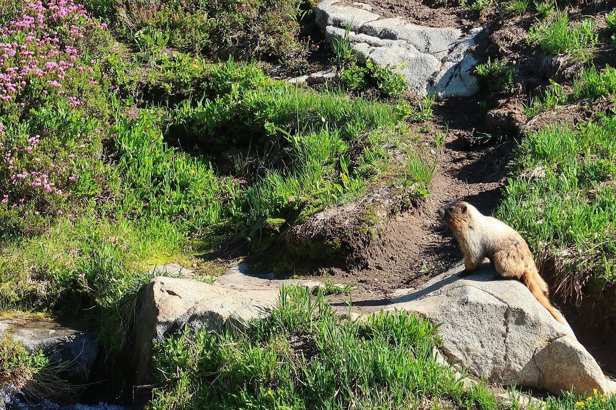 A marmot sits on a large rock in a vibrant subalpine meadow. Surrounding the animal are lush green grass, wildflowers, and patches of pink blossoms, with Edith Creek visible in the corner. 