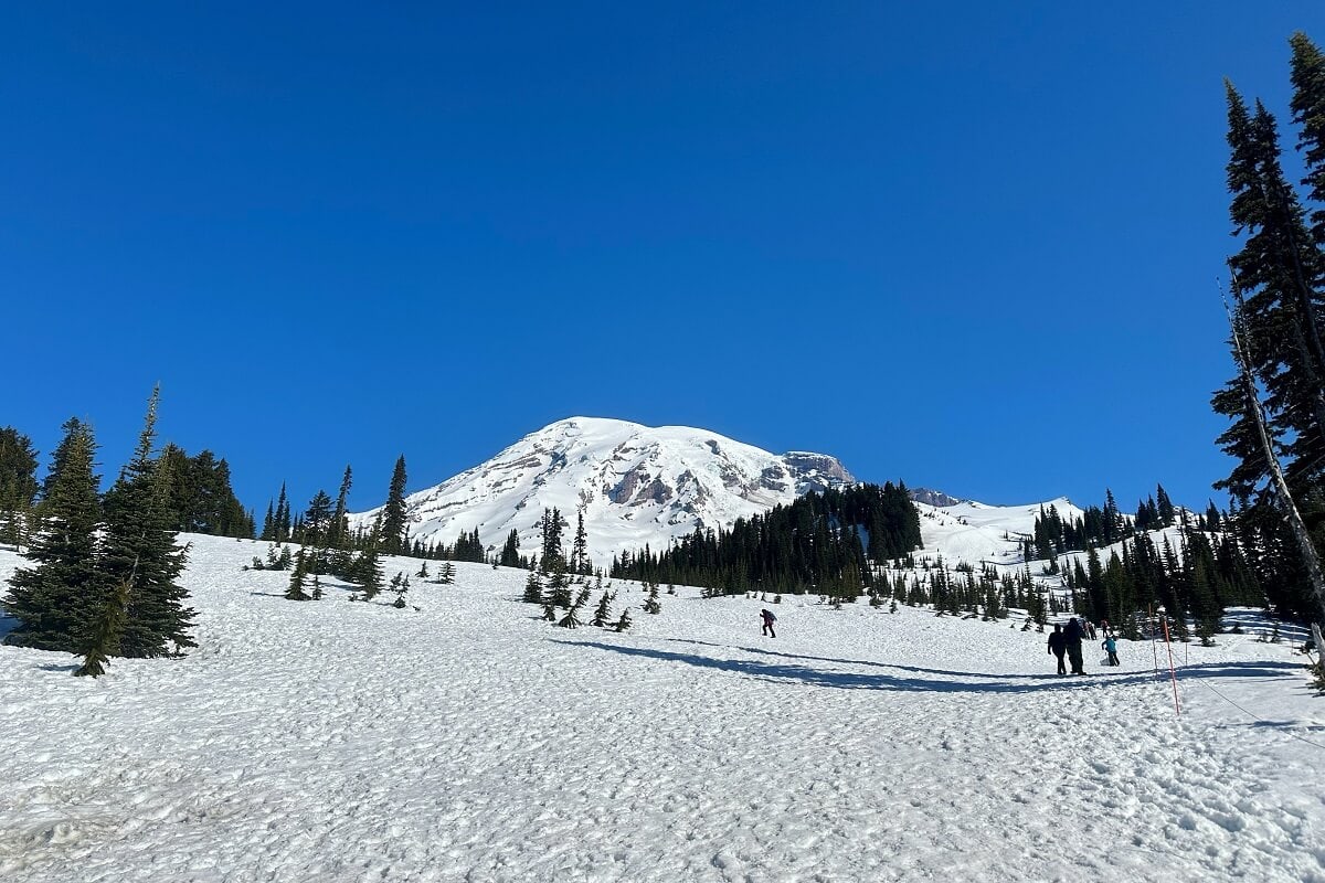 Mt Rainier rises majestically under a bright blue sky, with a snow-covered slope in the foreground where people are playing in the snow and enjoying winter activities. Evergreen trees dot the snowy landscape, adding contrast to the expansive white terrain. 