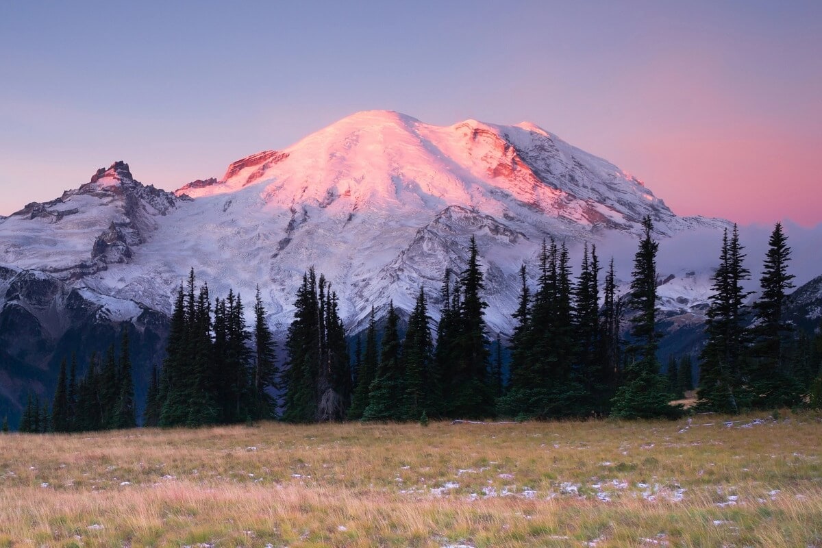 Mt Rainier viewed from the Sunrise area, bathed in a soft pink early morning glow, its snow-covered slopes illuminated against a clear purple and blue sky. The serene foreground features a meadow and tall evergreen trees silhouetted by the warm light. 