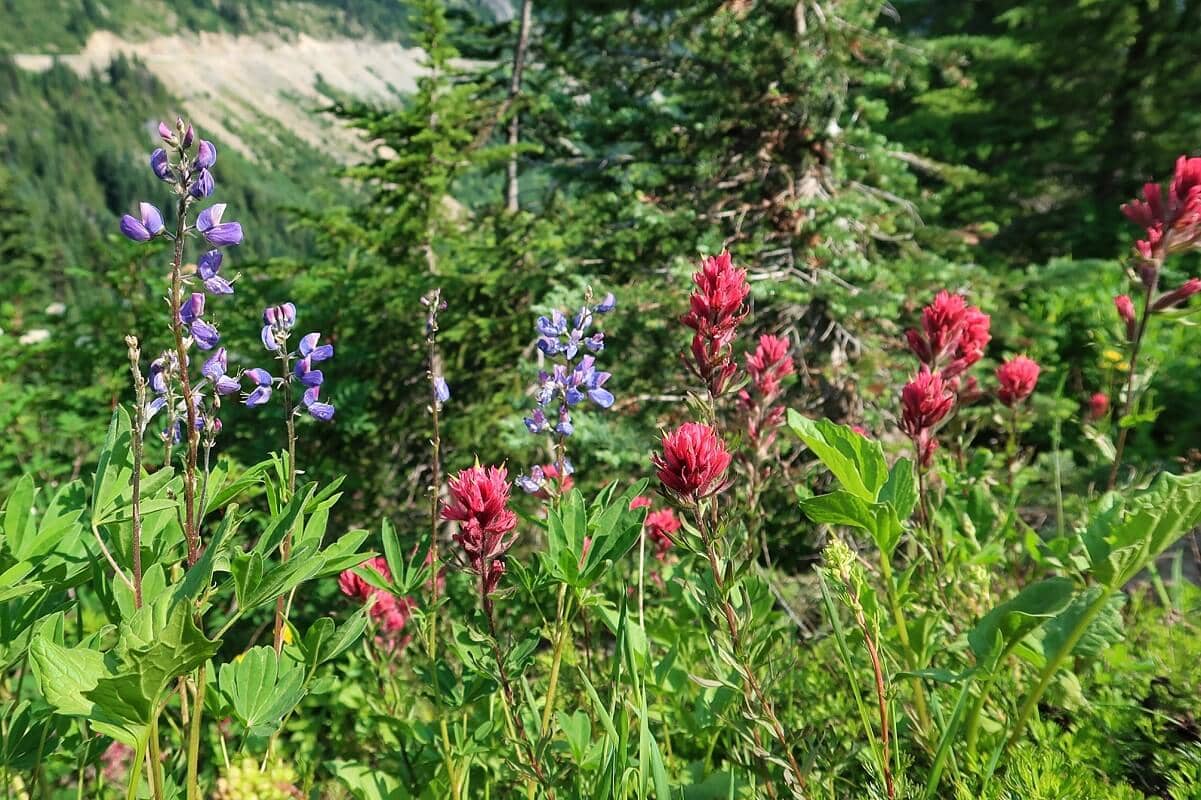 A close-up view of vibrant wildflowers, scarlet paintbrush and purple lupine, surrounded by lush green foliage. The backdrop includes evergreen trees and highlights the national park’s rich and colorful alpine flora during the summer season.