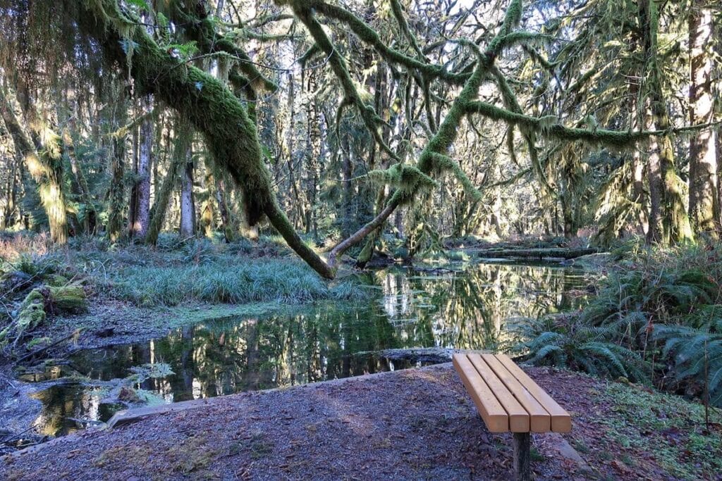 Is The Quinault Rain Forest Worth Visiting 5 Reasons To Go is-the-quinault-rain-forest-worth-visiting-5-reasons-to-go