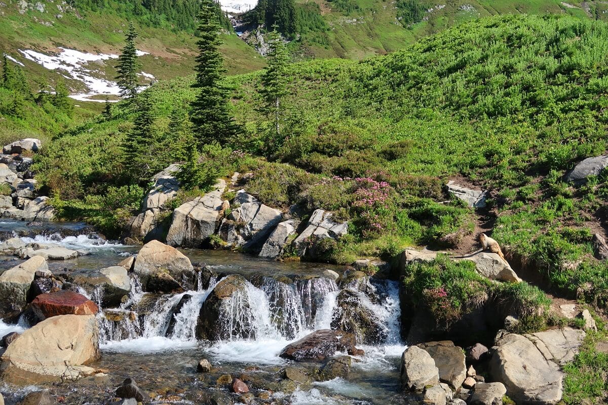 A picturesque mountain stream flows over rocks at Edith Creek, surrounded by lush green meadows and wildflowers in bloom. Pine trees dot the landscape, and patches of snow are visible in the background. A marmot sits on a rock near the stream, basking in the sunlight and adding a touch of wildlife to the serene scene.