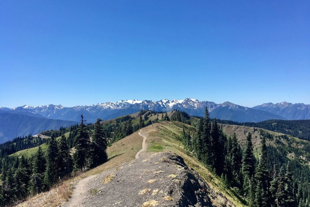 Dirt trail winding along Klahhane Ridge at Hurricane Ridge, surrounded by evergreen trees and leading toward snow-capped peaks of the Olympic Mountains under a clear blue sky. The view captures the expansive alpine scenery and high-elevation hiking experience.
