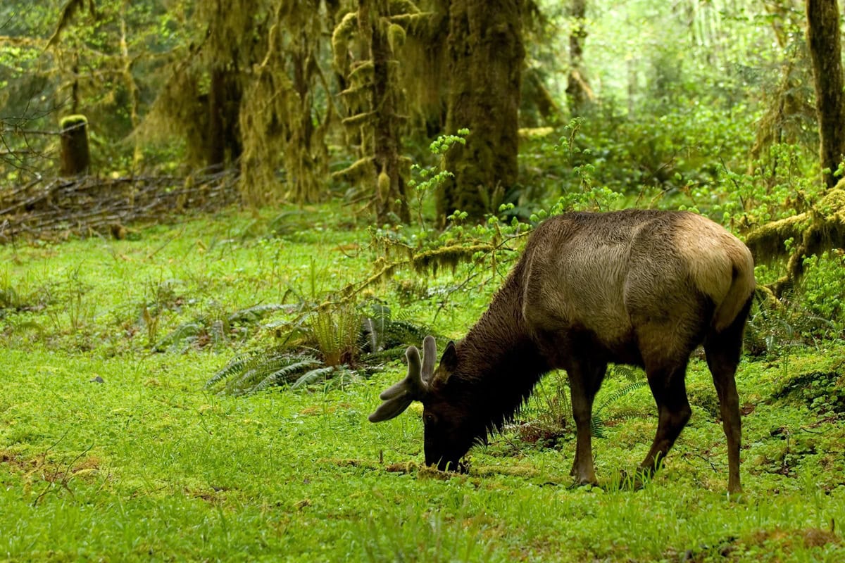 A Roosevelt Elk grazes on greenery on the forest floor of the rainforest, surrounded by moss-covered trees.