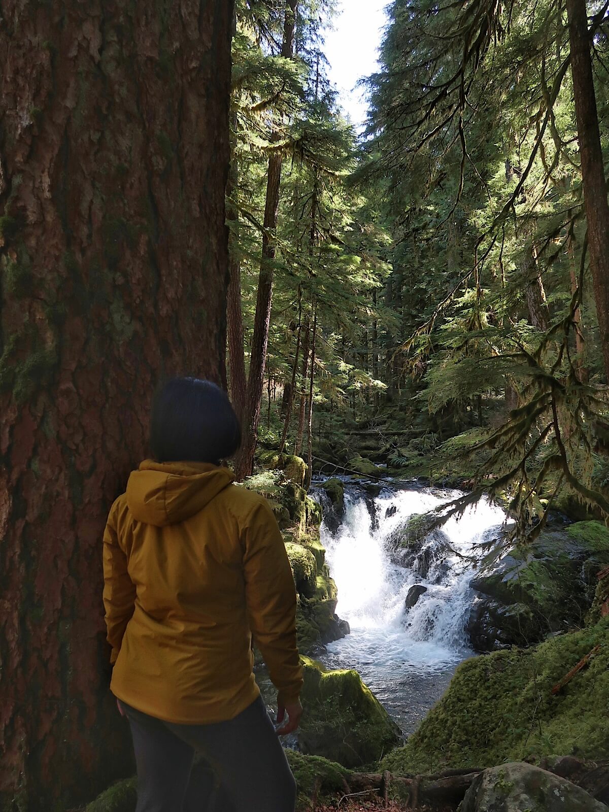 Person in a mustard yellow jacket stands beside a massive tree, gazing at a small, powerful waterfall cascading through a moss-covered forest in the Sol Duc Valley. Sunlight filters through the tall evergreens, casting a serene glow over the lush scene.