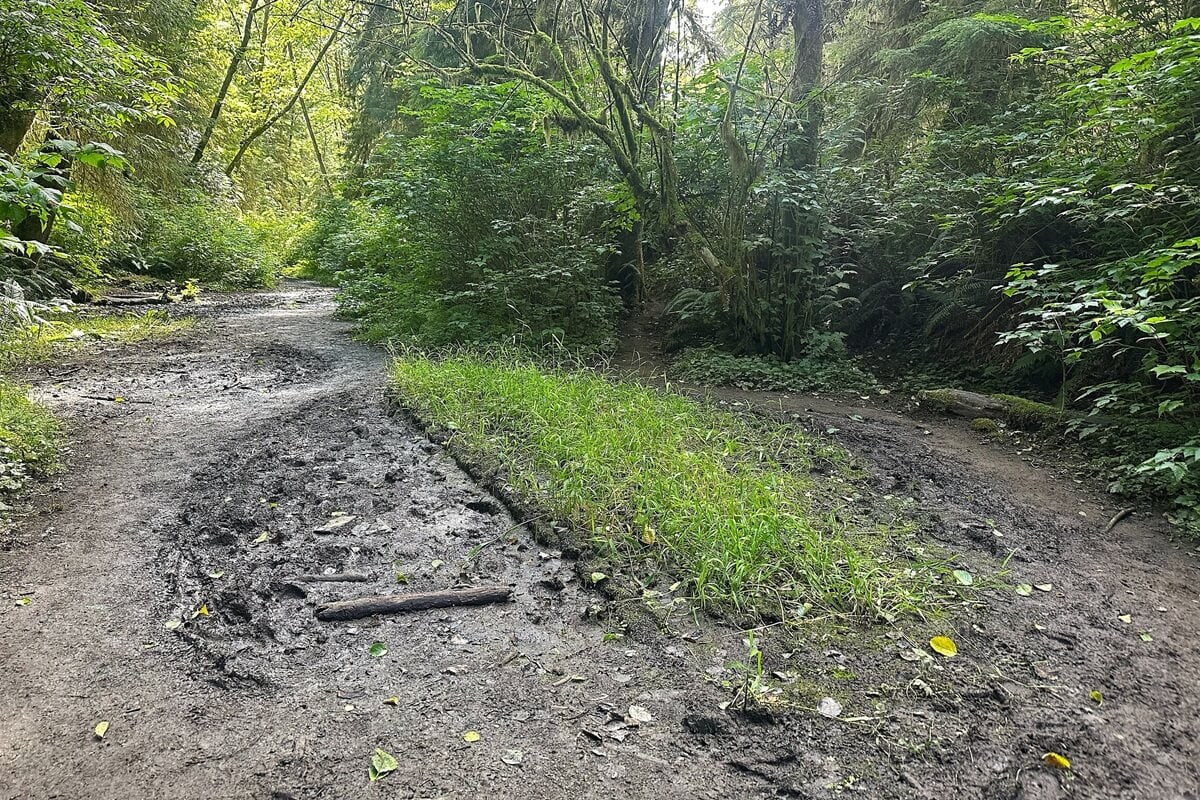 A muddy trail winding through dense forest with patches of grass and exposed roots, highlighting the importance of the right shoe for Olympic National Park to navigate wet and slippery terrain.