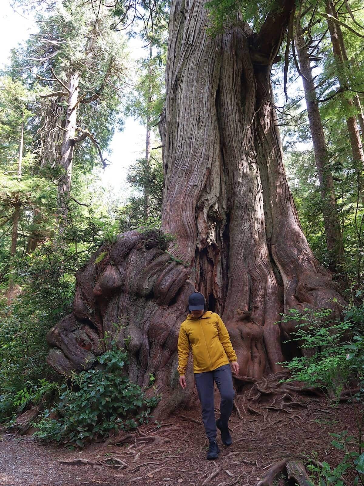A woman in outdoor apparel including black hiking shoes and a bright yellow jacket walks past an enormous old-growth cedar tree on a forest trail covered in roots in Olympic National Park.