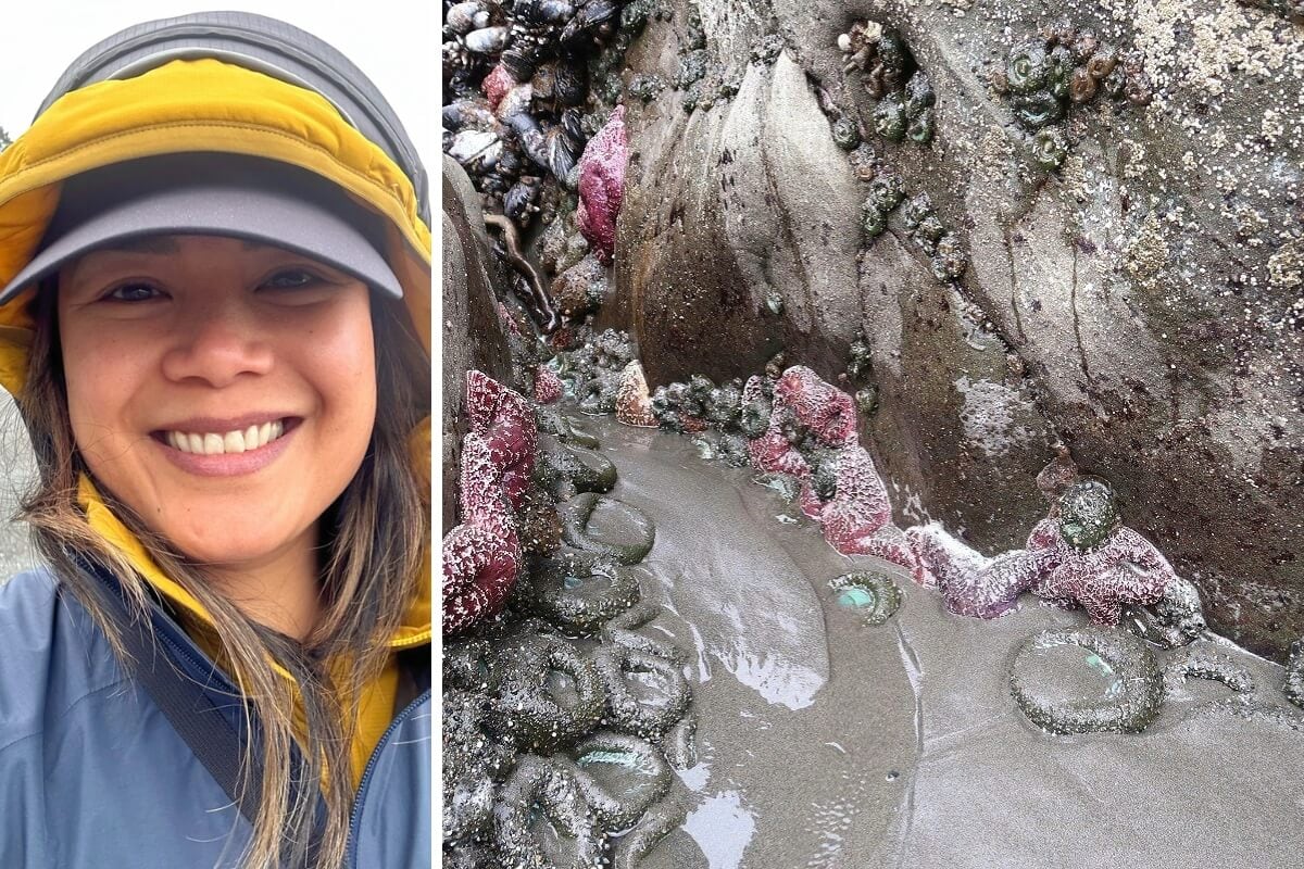 Split image showing a smiling person in a rain jacket and hat on the left, and a close-up of a tide pool on the right with clusters of sea anemones, mussels, and purple and pink sea stars clinging to wet rocks. Captures the fun and color of tide pooling along the coast of Olympic National Park.