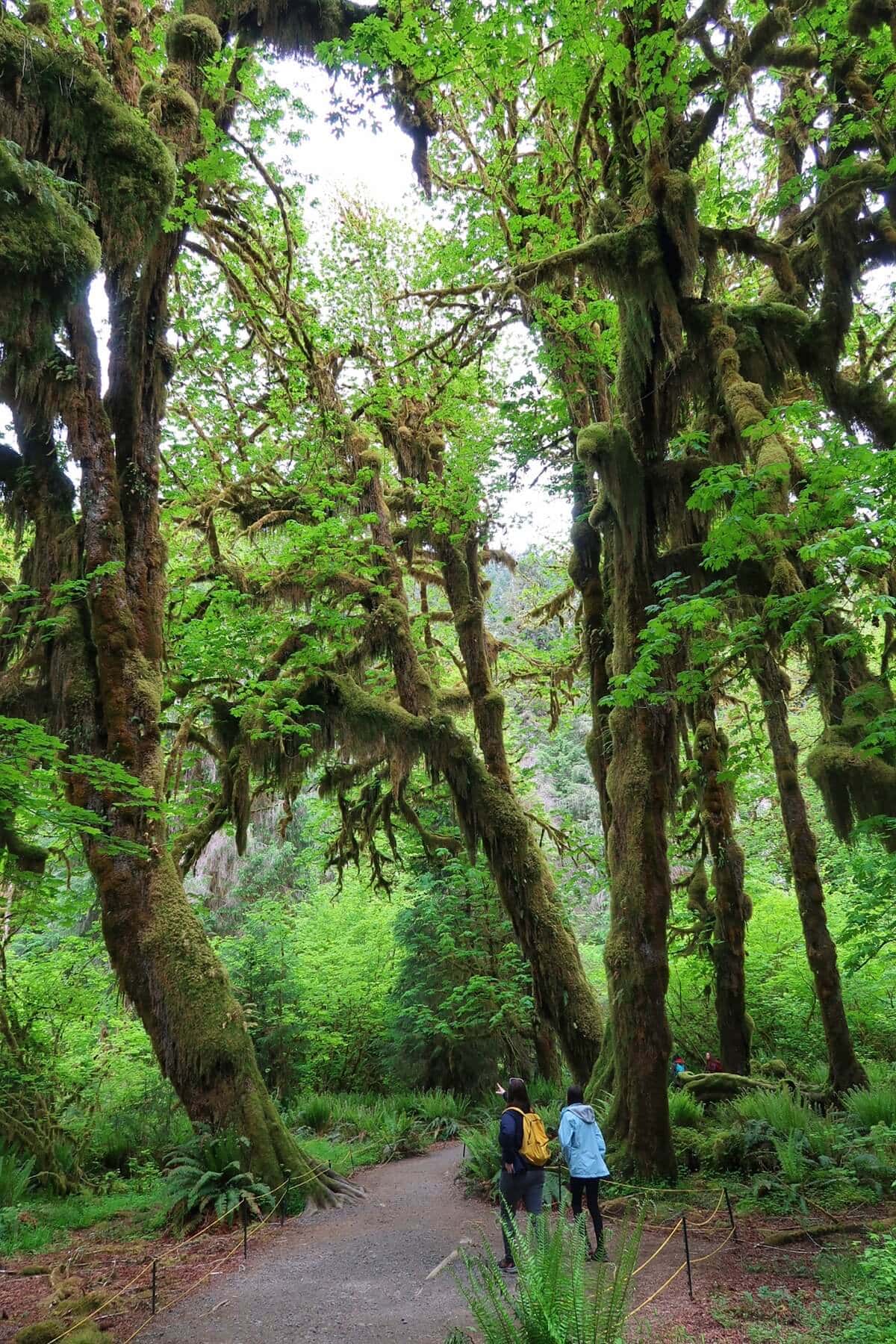 Visitors stroll along the Hall of Mosses Trail, surrounded by towering, moss-covered trees with twisting branches and lush green ferns. The path winds beneath a thick canopy of vibrant leaves, showcasing the enchanting, primeval beauty of this old-growth forest.