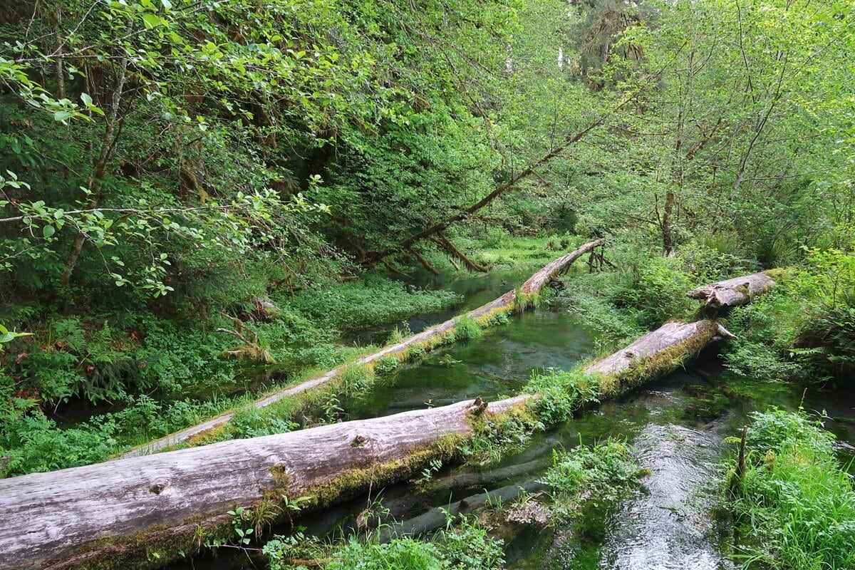 A creek meanders through the Hoh Rain Forest in Olympic National Park, a lush, green forest, surrounded by dense foliage and moss-covered logs fallen across the water. The gentle stream reflects the surrounding greenery, creating a serene, untouched environment that highlights the region’s natural beauty.
