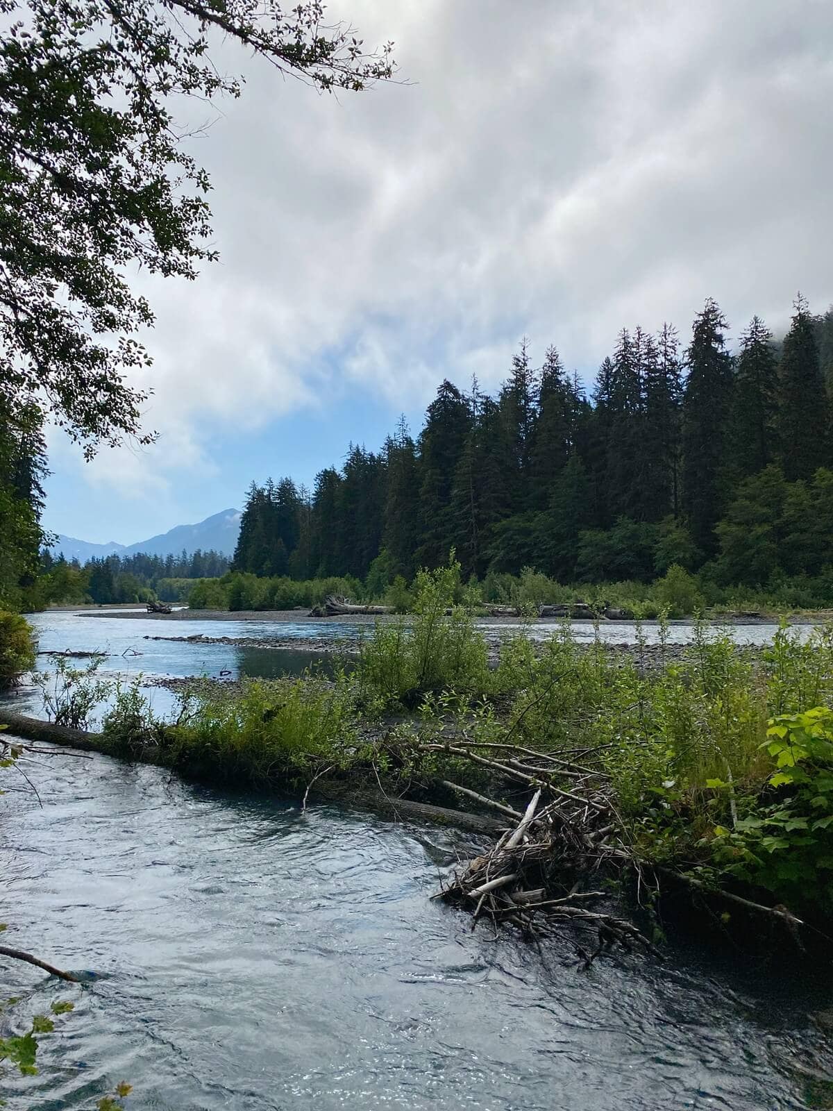A serene scene captured on a Hoh Rainforest day trip of the river snaking through the valley floor with the Olympic Mountains in the distance.