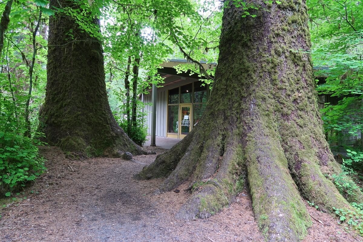 Massive Sitka spruce trees stand proudly outside the Hoh Rain Forest Visitor Center, their thick, mossy trunks towering over a dirt path that leads to the building. The center’s glass doors reflect the lush greenery surrounding it, blending architecture with the vibrant natural setting.