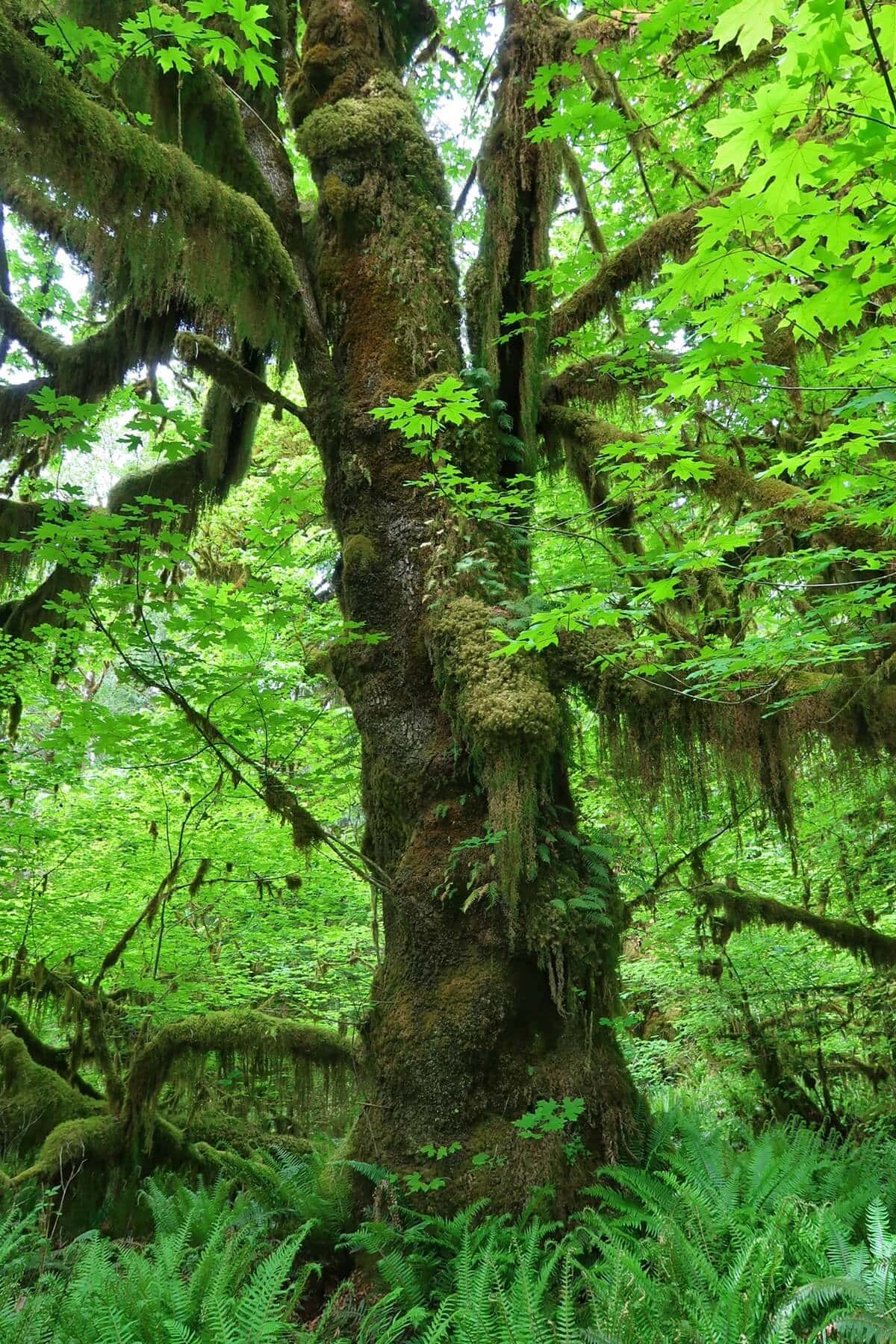 A massive bigleaf maple tree on the Spruce Nature Trail is draped in thick, green moss and surrounded by lush ferns. The branches reach skyward, covered in vibrant leaves and mossy textures that define the rich biodiversity of this temperate rainforest.