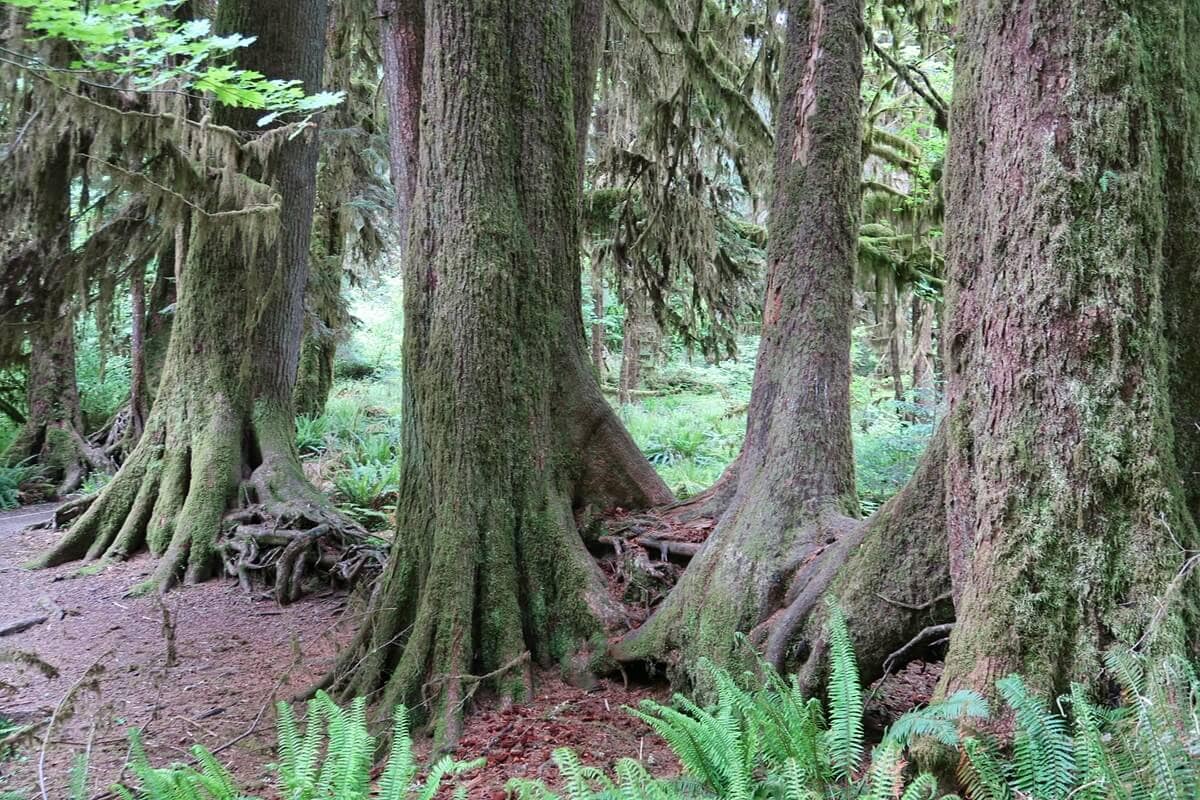 A cluster of ancient trees with broad, moss-covered trunks forms a natural colonnade on the Hall of Mosses Trail. The forest floor is dotted with ferns and dappled sunlight filters through the canopy above, creating a serene, otherworldly atmosphere.