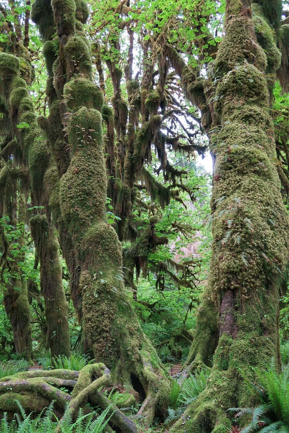 Visiting the Hoh Rain Forest means seeing old-growth trees draped in thick, mossy green. The gnarled trunks are covered in lush, mossy layers with ferns carpeting the forest floor, creating an ethereal, primeval atmosphere.