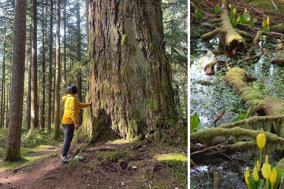 Side-by-side images from the Ancient Groves Nature Trail show a hiker touching the bark of a massive moss-covered tree in a sunlit old-growth forest, and a wetland scene with bright yellow skunk cabbage growing among mossy logs and shallow reflective water. 