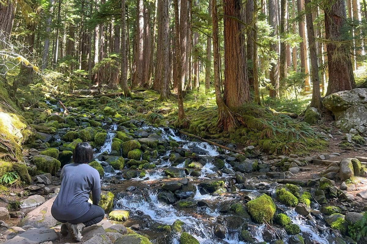 One of the best hikes in the Sol Duc Valley features a moss-covered creek flowing through a dense forest of tall evergreens, surrounded by soft light and rich greenery. A hiker crouches beside this peaceful woodland scenery, enjoying the natural beauty.
