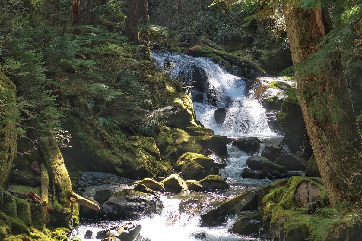 Lover’s Lane Falls tumbles gently over mossy rocks in a serene forest setting, surrounded by dense greenery and dappled sunlight. The cascading water creates a tranquil atmosphere that highlights the peaceful beauty of Olympic National Park.