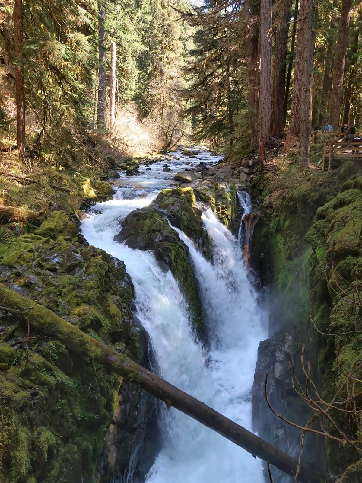 Sol Duc Falls in Olympic National Park cascades dramatically over moss-covered rocks into a narrow, mist-filled gorge, surrounded by towering evergreens and lush forest. A fallen log crosses the scene, adding a rugged touch to this iconic view.