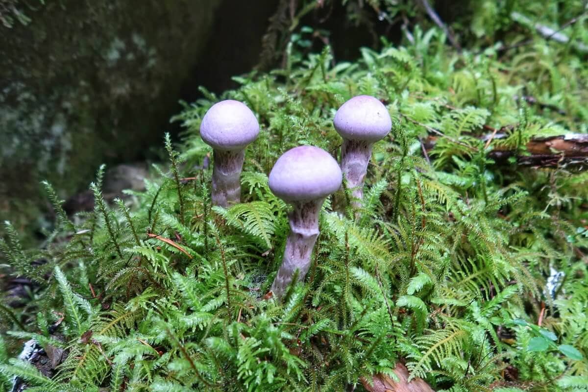 Visit the Sol Duc Valley in fall to see purple mushrooms emerge from a bed of vibrant green moss and ferns on the forest floor. The scene captures the delicate detail and rich biodiversity found in the damp, shaded woodlands of Olympic National Park in autumn.