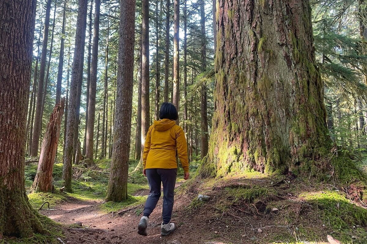 A hiker in the Sol Duc Valley walks along a forest trail surrounded by towering moss-covered trees. Sunlight filters through the dense canopy, highlighting the massive trunk of an old-growth tree in the foreground.
