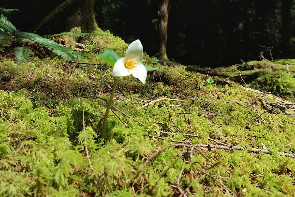 A single white trillium flower with three petals and a yellow center blooms from a mossy forest floor, bathed in soft sunlight. The surrounding ground is lush with green moss and scattered twigs, creating a vibrant contrast against the shaded forest background.