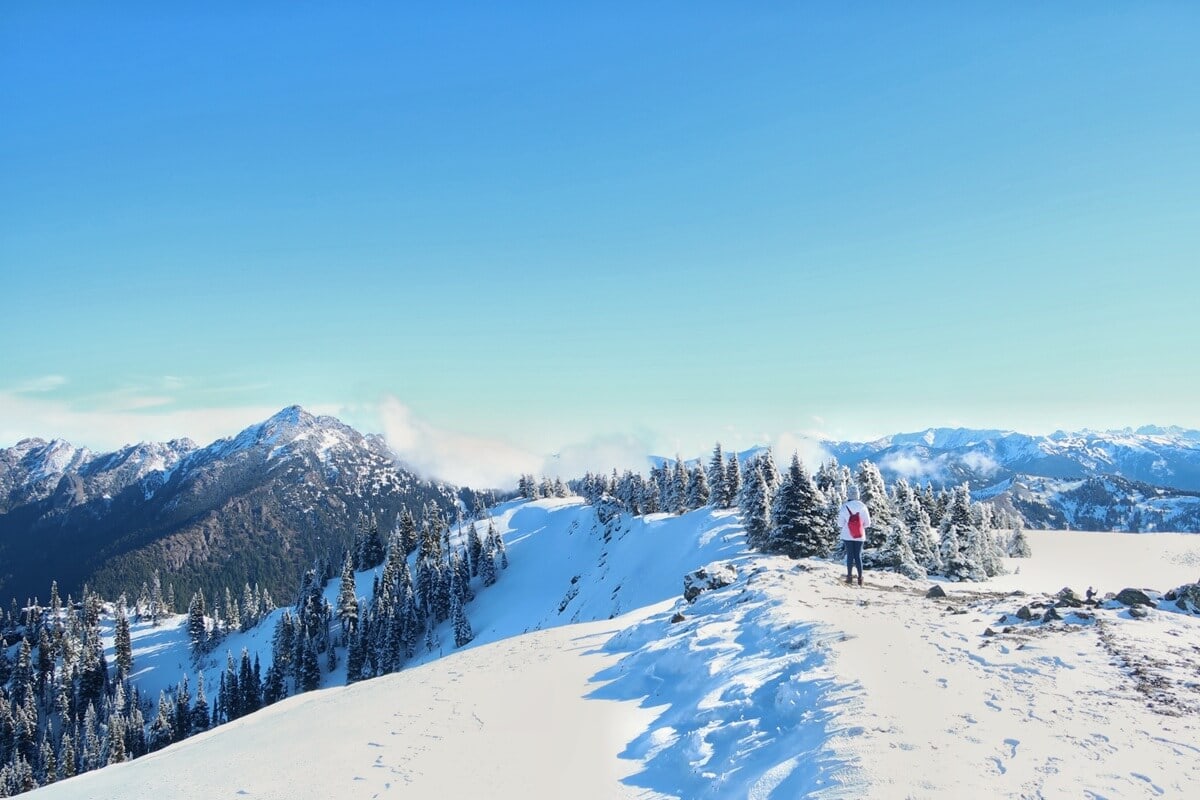 Hurricane Ridge winter scene with a solo hiker standing on a snowy ridge, facing a panoramic view of snow-covered mountains under a clear blue sky. Frosted evergreen trees line the slope, adding texture and depth to the wintry alpine scene.