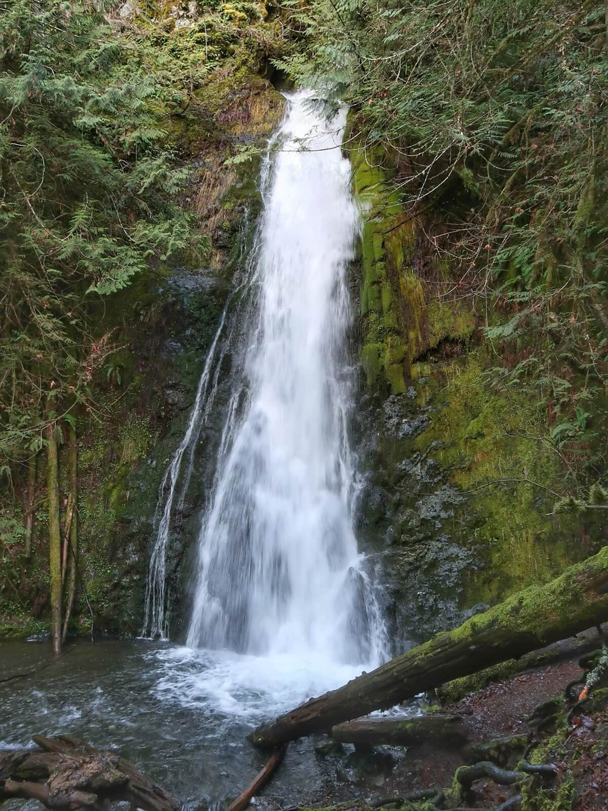 Madison Falls plunges gracefully over a mossy cliffside into a small pool, surrounded by lush green ferns and dense forest. The gentle yet steady flow of water contrasts with the stillness of the shaded woodland scene.