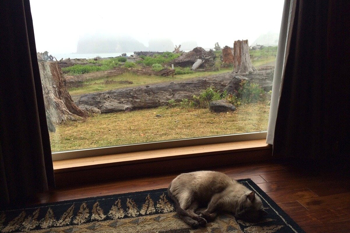 From the inside of a La Push cabin, a Siamese cat naps peacefully on a rug beside a large window overlooking driftwood-strewn grass and foggy coastline views. The muted light and misty landscape outside contrast with the cozy, quiet interior.