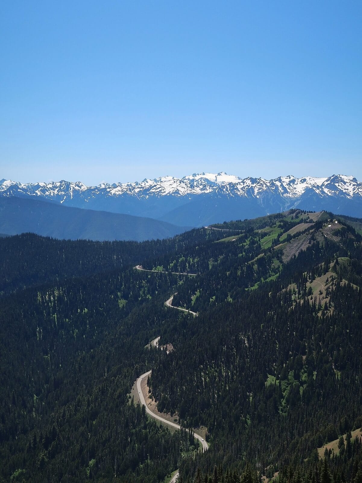Scenic Hurricane Ridge Road winds through dense evergreen forest while the snow-capped Olympic Mountains rise in the distance under a clear blue sky, highlighting the journey’s breathtaking elevation gain.