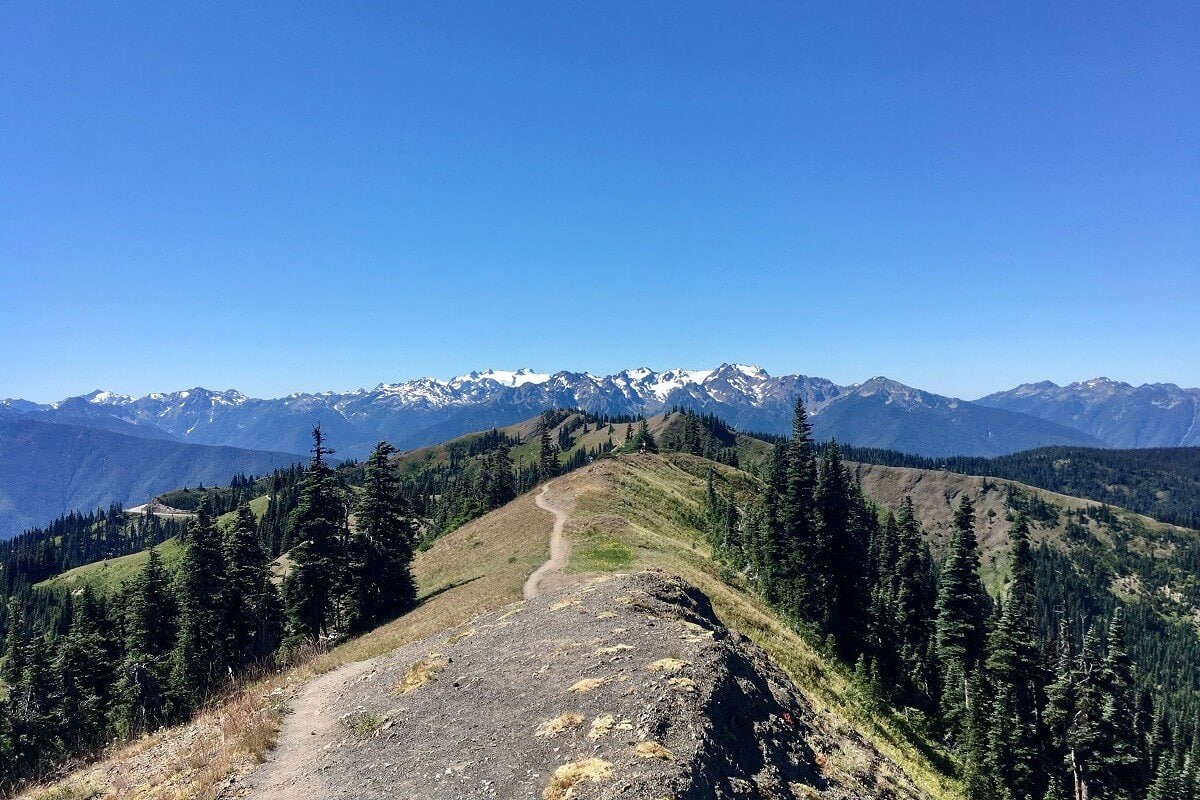 One of the top things to do at Hurricane Ridge is hiking scenic ridgelines like this one, with a dirt trail winding through alpine meadows and evergreen trees toward snow-capped peaks in the distance. 