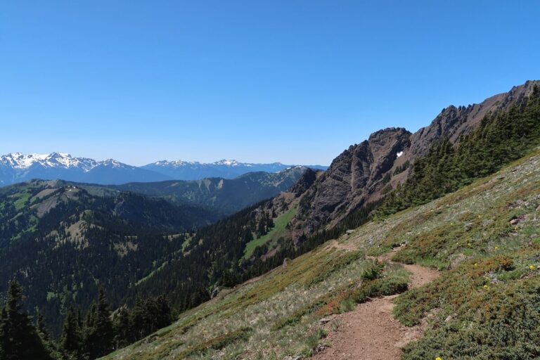 5 BEST Hurricane Ridge Trails in Olympic for Day Hikes