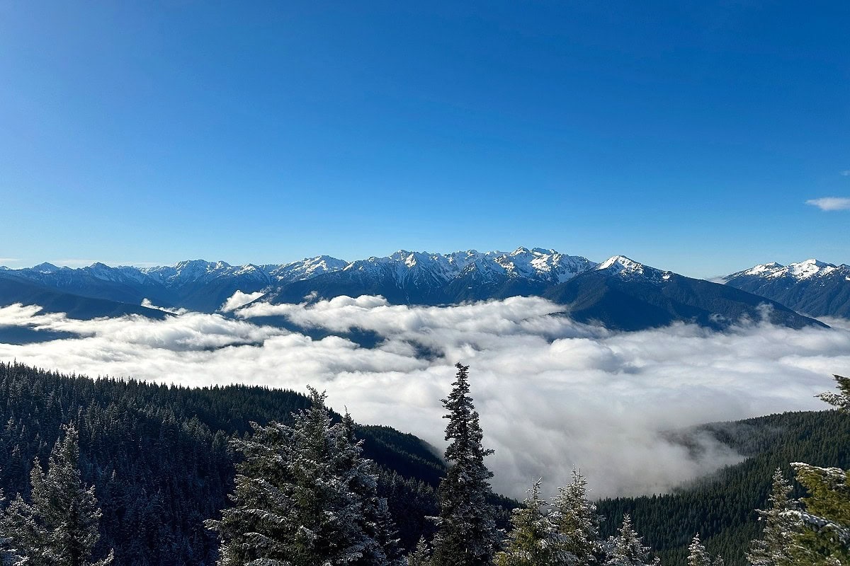 Hurricane Ridge trails offer stunning views of snow-covered evergreens and cloud-filled valleys, with the Olympic Mountains’ jagged, snow-capped peaks stretching across the horizon under a clear blue sky.