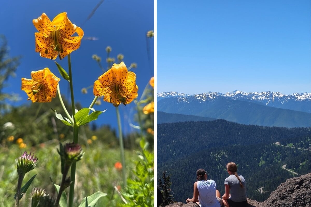 Hurricane Ridge wildflowers bloom brightly under a clear blue sky, with vivid orange speckled lilies in the foreground. On the right, two hikers sit on a rocky outcrop after hiking Switchback Trail, overlooking sweeping forested slopes and snow-capped peaks in the distance.