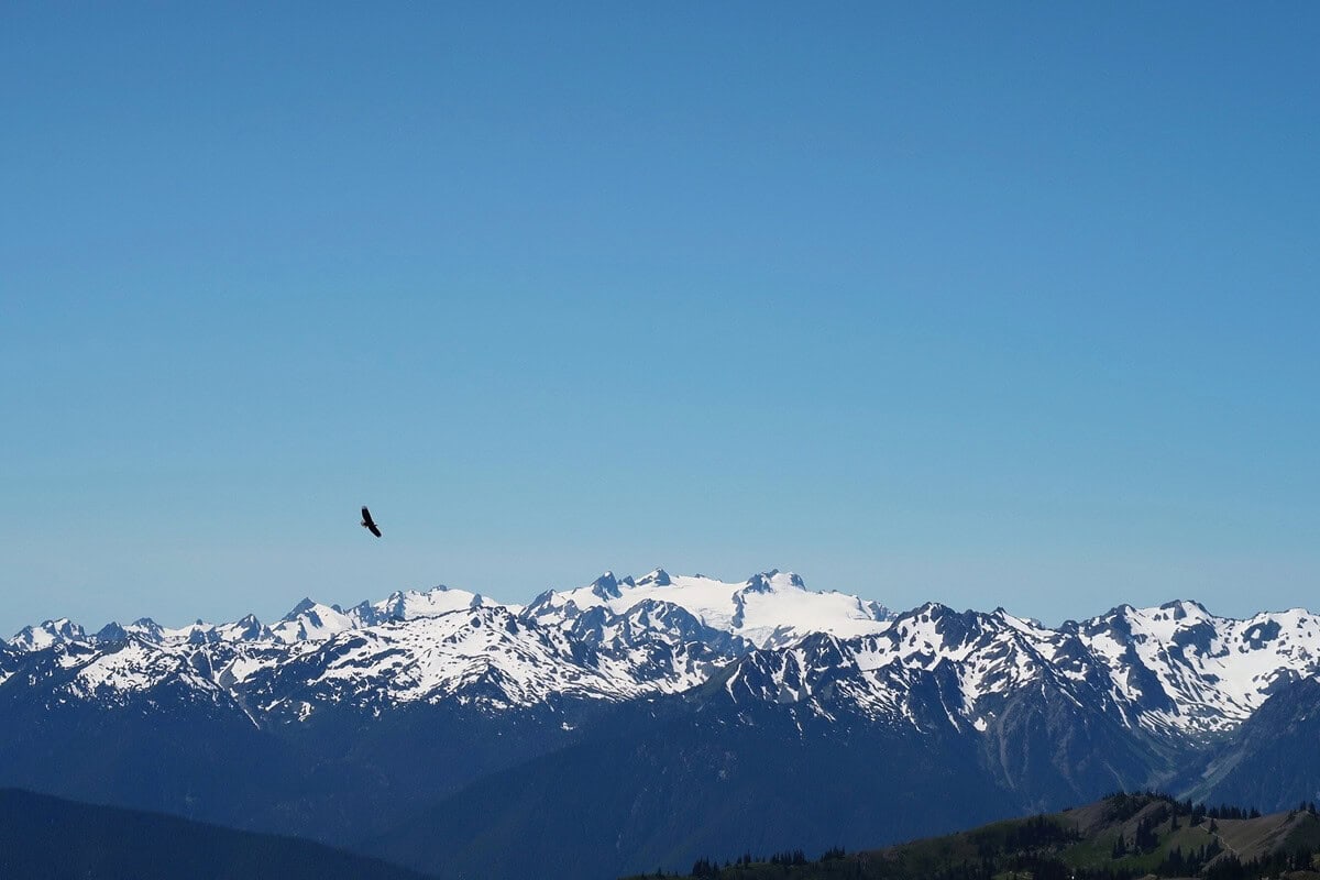 Visiting Hurricane Ridge offers stunning views like this one, featuring a snow-covered mountain range under a clear blue sky. A lone eagle soars in the foreground, highlighting the vastness and serenity of the Olympic National Park landscape.