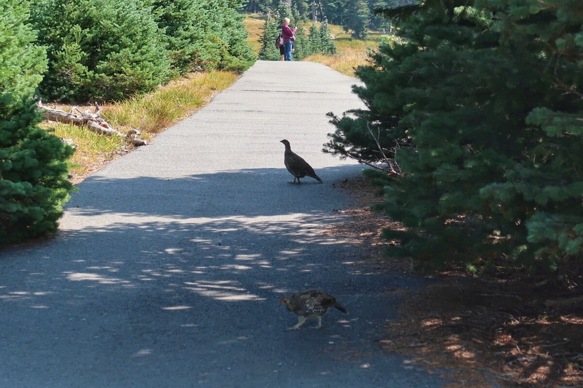 Wildlife at Hurricane Ridge includes sightings like these grouse walking across a paved trail, surrounded by dense evergreen trees. A hiker stands in the distance, highlighting how close visitors can get to nature in Olympic National Park.
