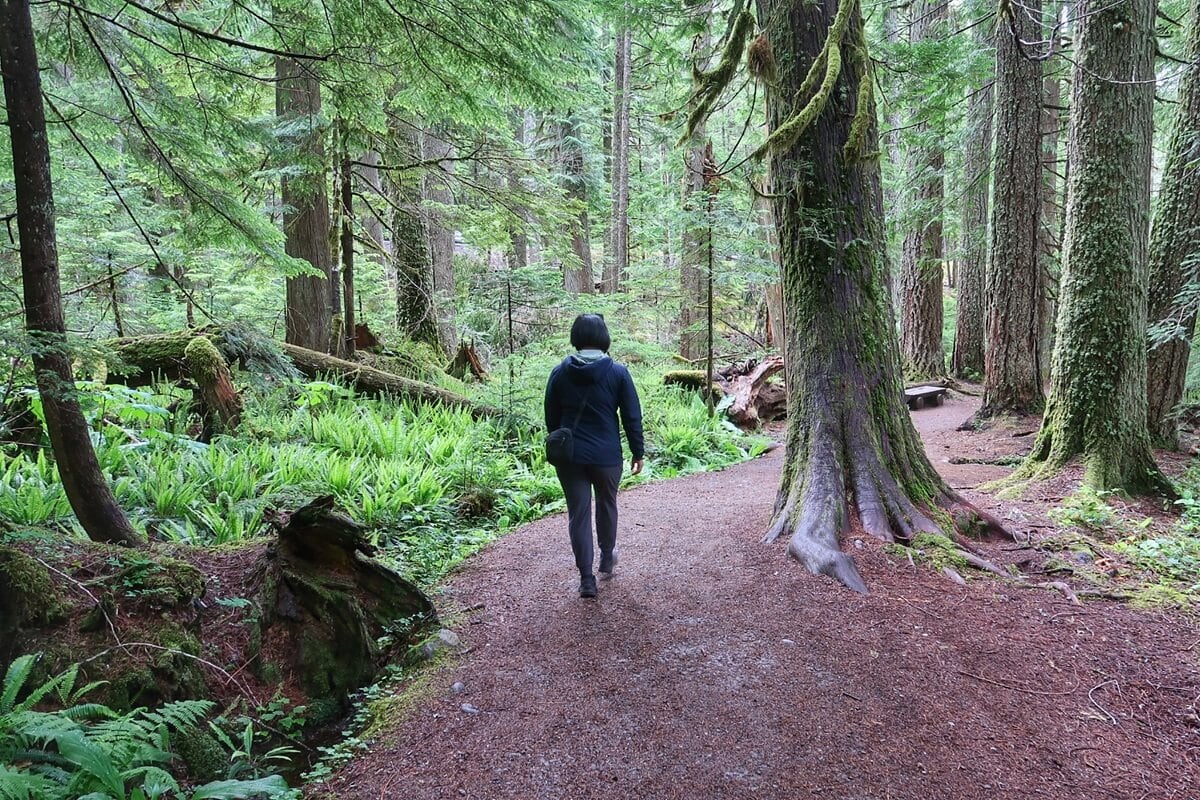 A person in outdoor gear walks along a dirt trail through a lush, mossy forest. This peaceful scene captures the experience of hiking in Longmire, surrounded by old-growth forest, ferns, and soft, filtered light.