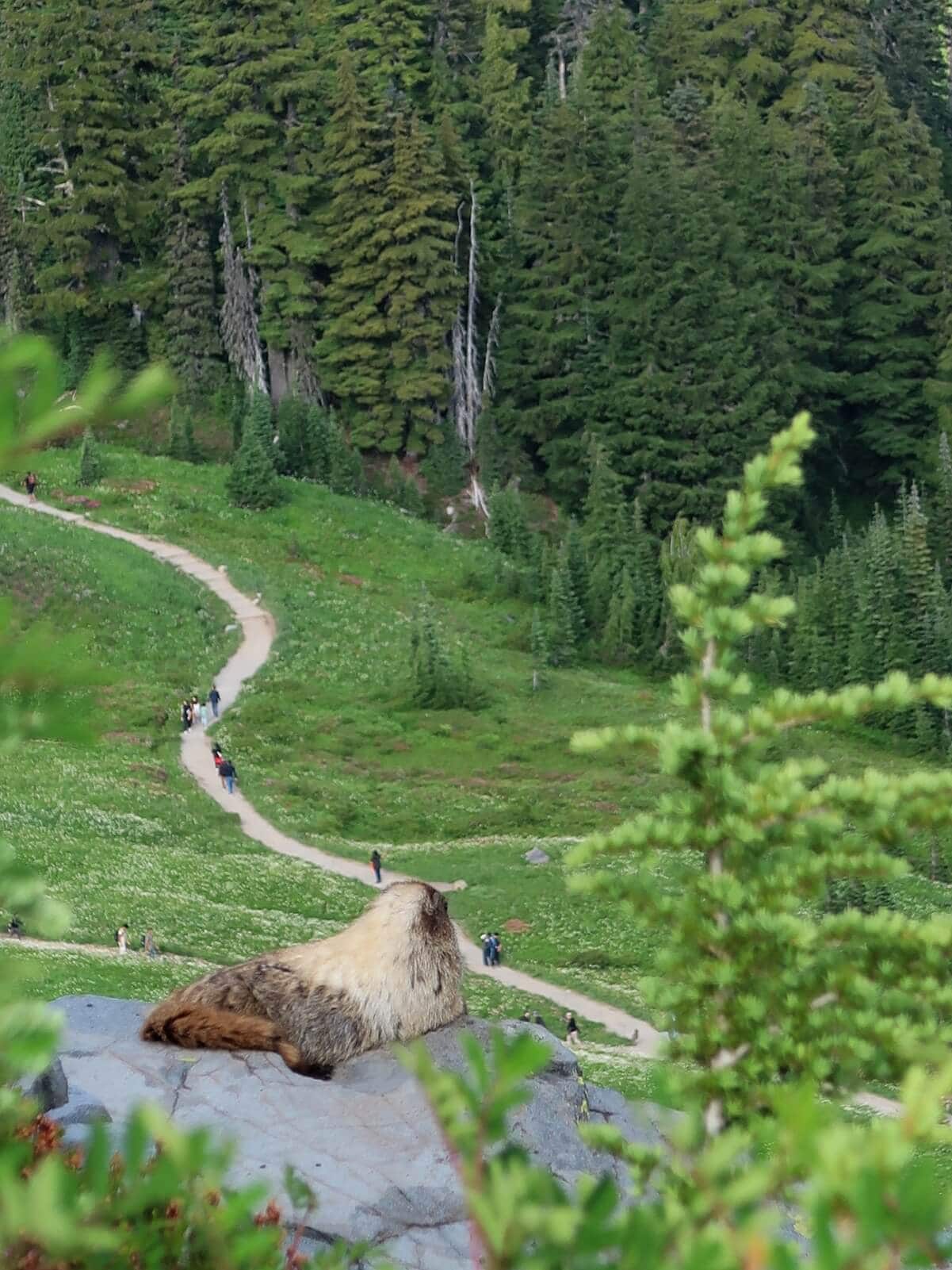 A marmot lounges on a rock overlooking a winding hiking trail surrounded by lush green meadows and dense evergreen forest at Mount Rainier National Park. Hikers can be seen in the distance.