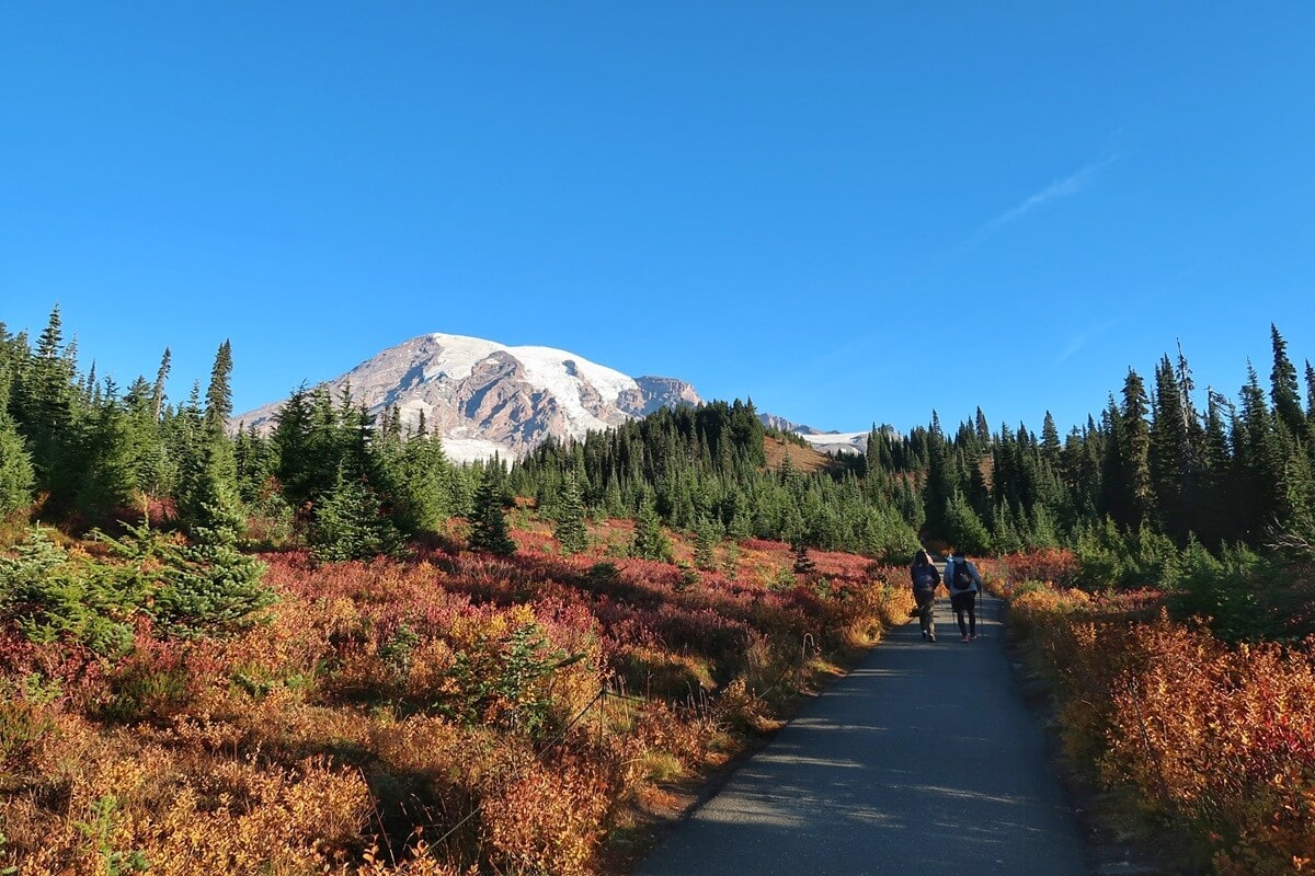Visiting Mount Rainier in fall offers vibrant scenery, as seen in this image of two hikers walking a paved trail surrounded by fiery red and golden foliage. Evergreen trees and the snow-dusted mountain provide a striking contrast beneath a clear blue sky.