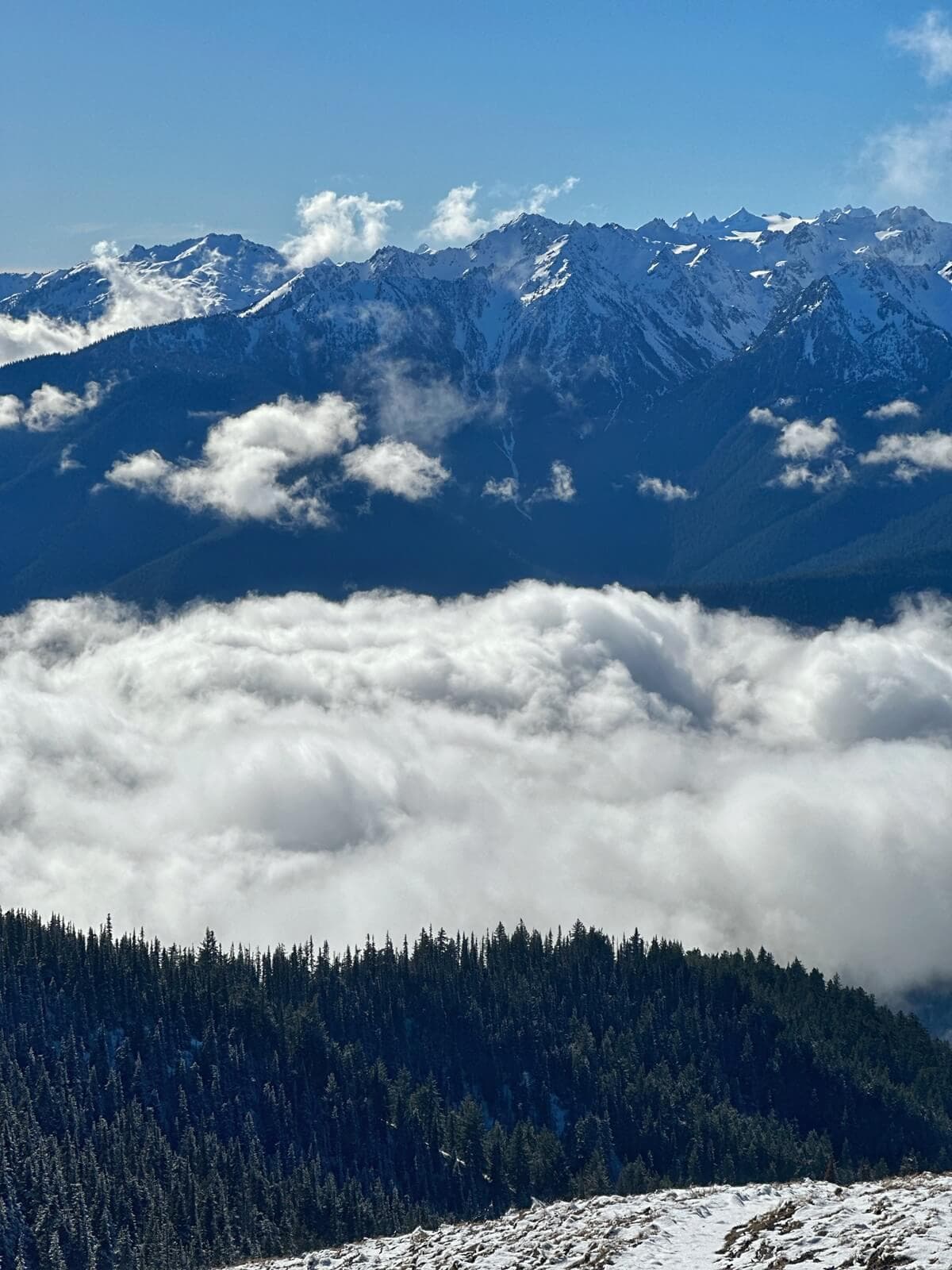 Snow-capped peaks rise above dense evergreen forests at Hurricane Ridge, with a thick blanket of clouds settled in the valley below. Bright spring sunlight highlights the rugged mountain ridges against a deep blue sky.