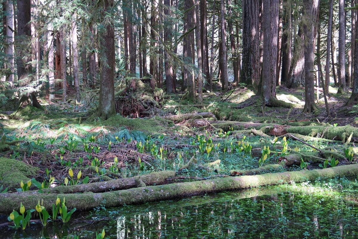 A lush forest scene in Olympic National Park in April, with sunlight filtering through tall evergreens onto a vibrant wetland. Bright green skunk cabbage sprouts from the mossy ground and shallow water, signaling early spring growth.