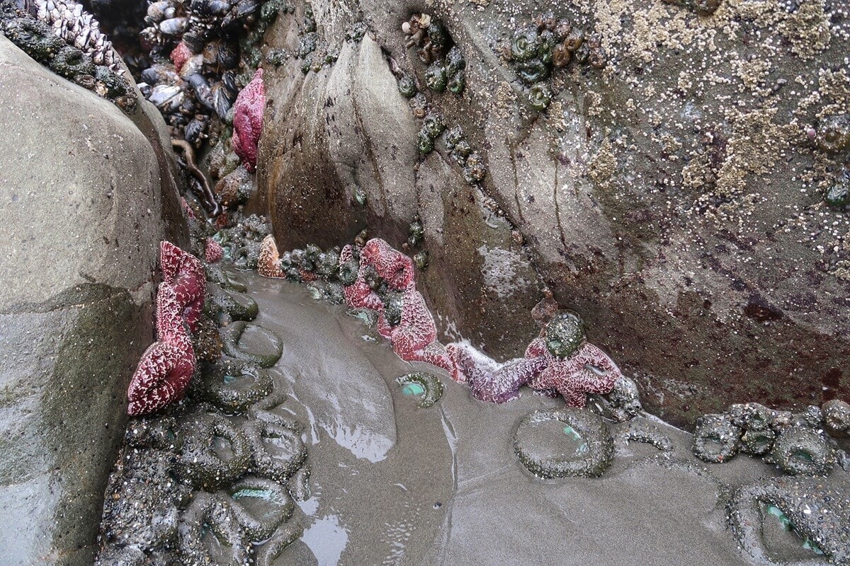 A cluster of tidepools reveals vibrant sea stars in shades of purple and pink clinging to rocky crevices. Mussels, barnacles, and green anemones dot the wet surfaces, showcasing the rich marine life found along the park’s rugged coastline.