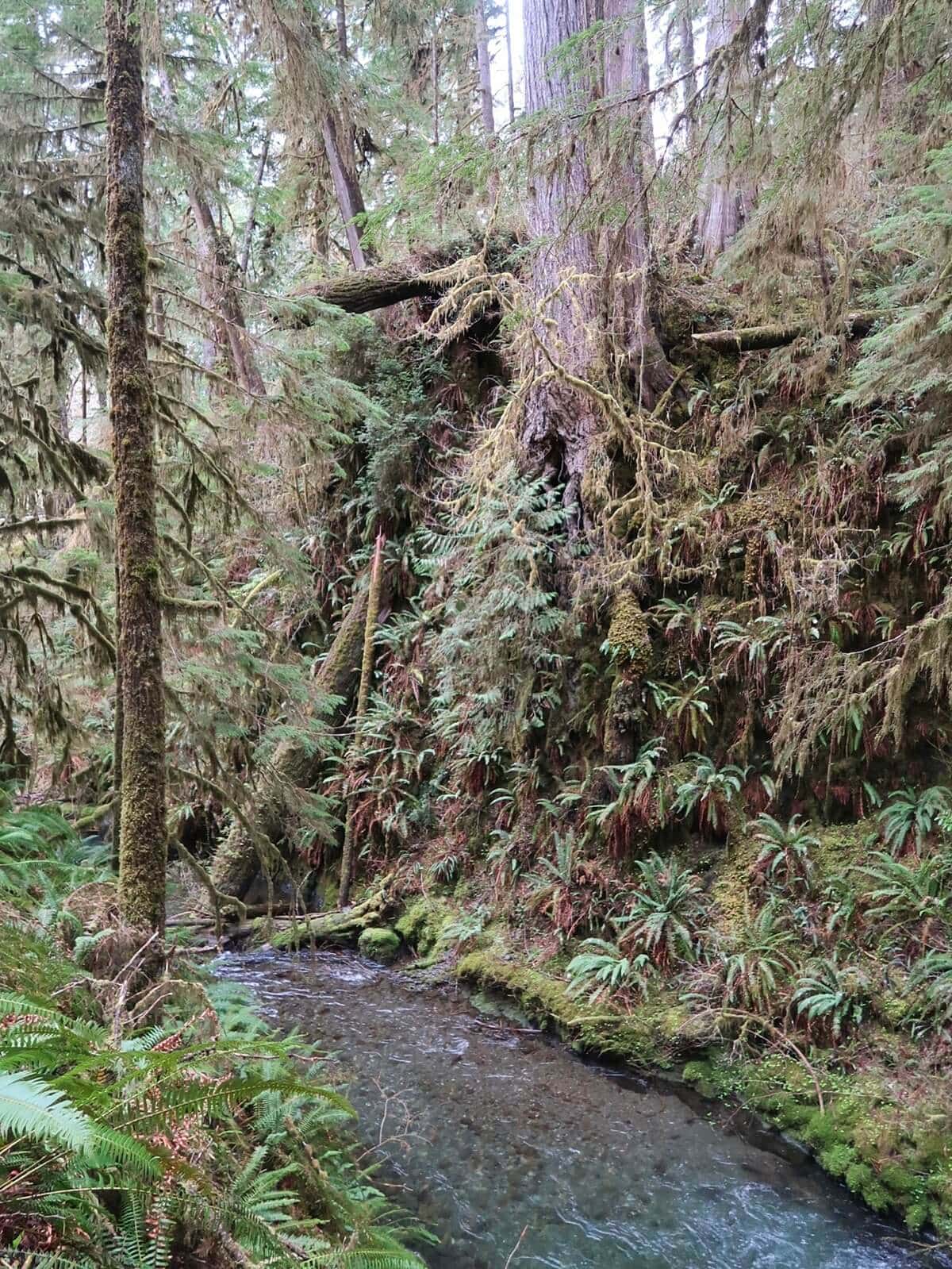 A clear, shallow stream winds through the dense greenery of the Quinault Rainforest, bordered by moss-covered logs and lush ferns. Towering trees draped in hanging moss rise from steep, fern-covered banks, creating a serene spring scene.